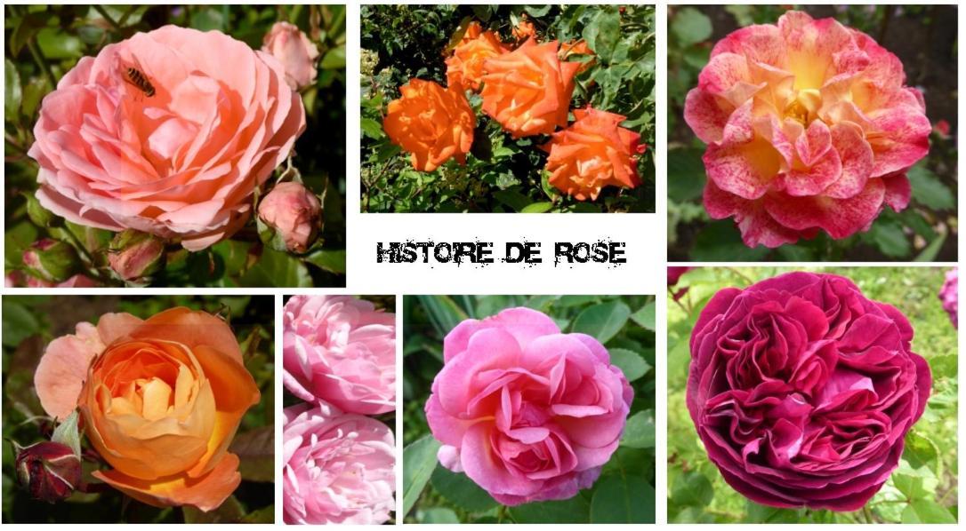 Au Rendez Vous De L'Auxois B&B Essey Eksteriør bilde
